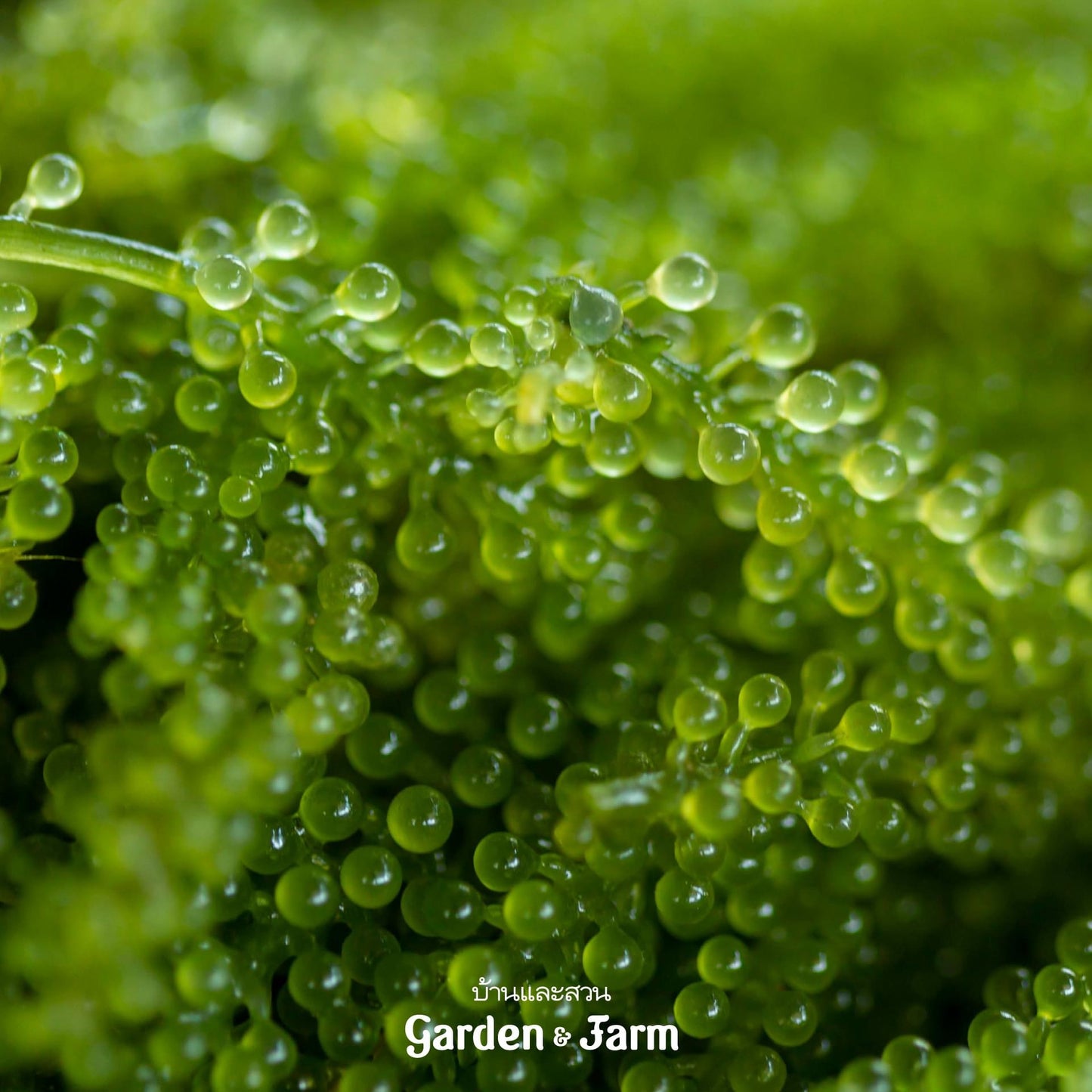 สาหร่ายพวงองุ่น (green caviar)