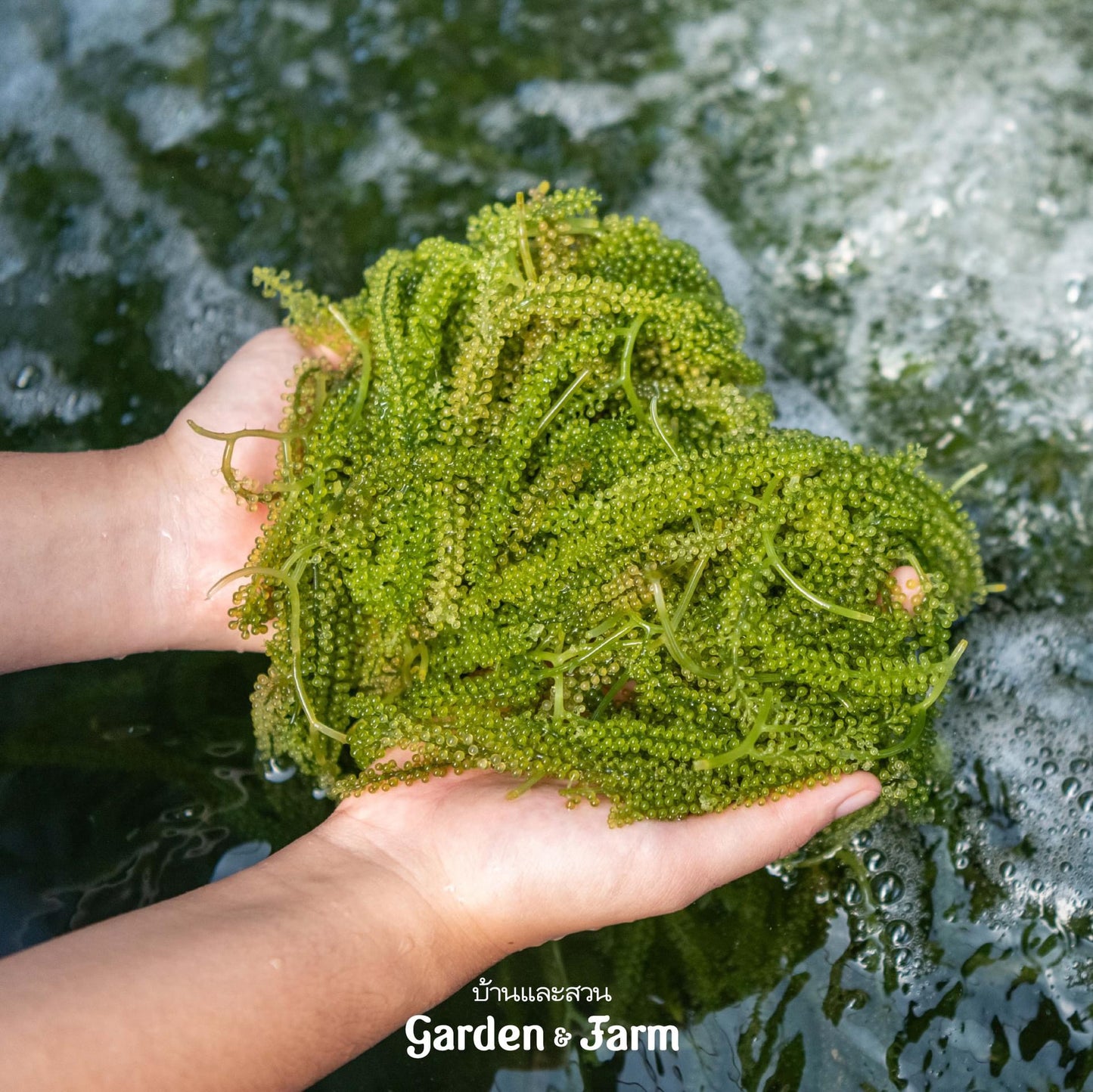 สาหร่ายพวงองุ่น (green caviar)